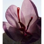 BURBERRY ASH FLOWER унисекс flaconium.ru