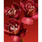 CALVIN KLEIN MY EUPHORIA для женщин flaconium.ru