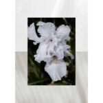 AQUALIS CANVAS унисекс flaconium.ru