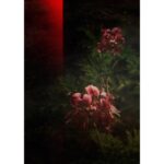 AEDES DE VENUSTAS PELARGONIUM унисекс flaconium.ru