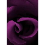 AMOUROUD MIDNIGHT ROSE унисекс flaconium.ru