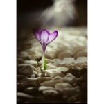 AMOUROUD SAFRAN RARE унисекс flaconium.ru