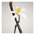 LOUIS VUITTON CONTRE MOI для женщин flaconium.ru