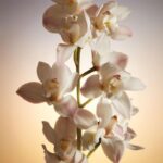 LATTAFA PERFUMES KHAMRAH QAHWA унисекс flaconium.ru