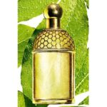 GUERLAIN AQUA ALLEGORIA LAURIER — REGLISSE для женщин flaconium.ru