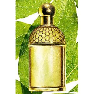 GUERLAIN AQUA ALLEGORIA LAURIER — REGLISSE для женщин flaconium.ru