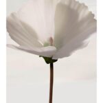 BURBERRY SNOW BLOSSOM унисекс flaconium.ru