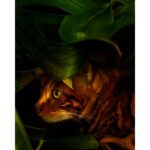 VERTUS BENGAL унисекс flaconium.ru