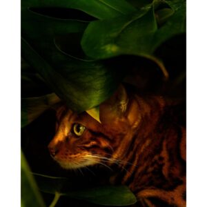 VERTUS BENGAL унисекс flaconium.ru