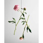 LOEWE SOLO LOEWE ELLA EAU DE TOILETTE для женщин flaconium.ru