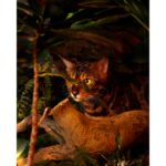 VERTUS BENGAL унисекс flaconium.ru