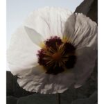 BURBERRY ASH FLOWER унисекс flaconium.ru