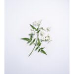 LANCOME JASMIN D’EAU для женщин flaconium.ru