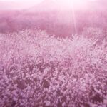 ESTEE LAUDER DREAM DUSK унисекс flaconium.ru