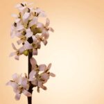 HUGO BOSS BOSS THE SCENT PURE ACCORD FOR HER для женщин flaconium.ru