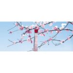 ANNAYAKE HANAMI для женщин flaconium.ru