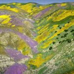 GUERLAIN AQUA ALLEGORIA FLORABLOOM FORTE унисекс flaconium.ru