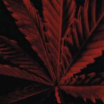 GUERLAIN HABIT ROUGE L’INSTINCT для мужчин flaconium.ru