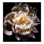 YVES SAINT LAURENT MON PARIS LUMIERE для женщин flaconium.ru