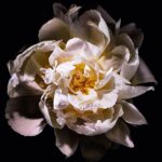 YVES SAINT LAURENT MON PARIS LUMIERE для женщин flaconium.ru