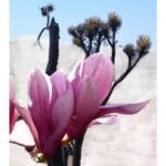 BYREDO MOJAVE GHOST ALCOHOL-FREE унисекс flaconium.ru