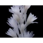 MAISON CRIVELLI TUBEREUSE ASTRALE унисекс flaconium.ru