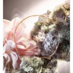 LANCOME ABSOLUE NOT YOUR ROSE для женщин flaconium.ru