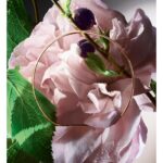 LANCOME ABSOLUE STORM & ROSES для женщин flaconium.ru