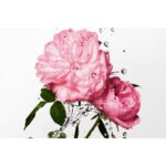 DIOR MISS DIOR ROSE ESSENCE для женщин flaconium.ru
