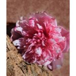 MAISSA PARFUMS OUD BRITISH унисекс flaconium.ru