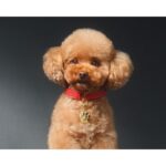 DOLCE & GABBANA FEFE унисекс flaconium.ru