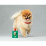 DOLCE & GABBANA FEFE унисекс flaconium.ru