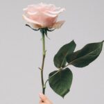 JO MALONE LONDON ROSE WATER & VANILLA COLOGNE (2023) унисекс flaconium.ru